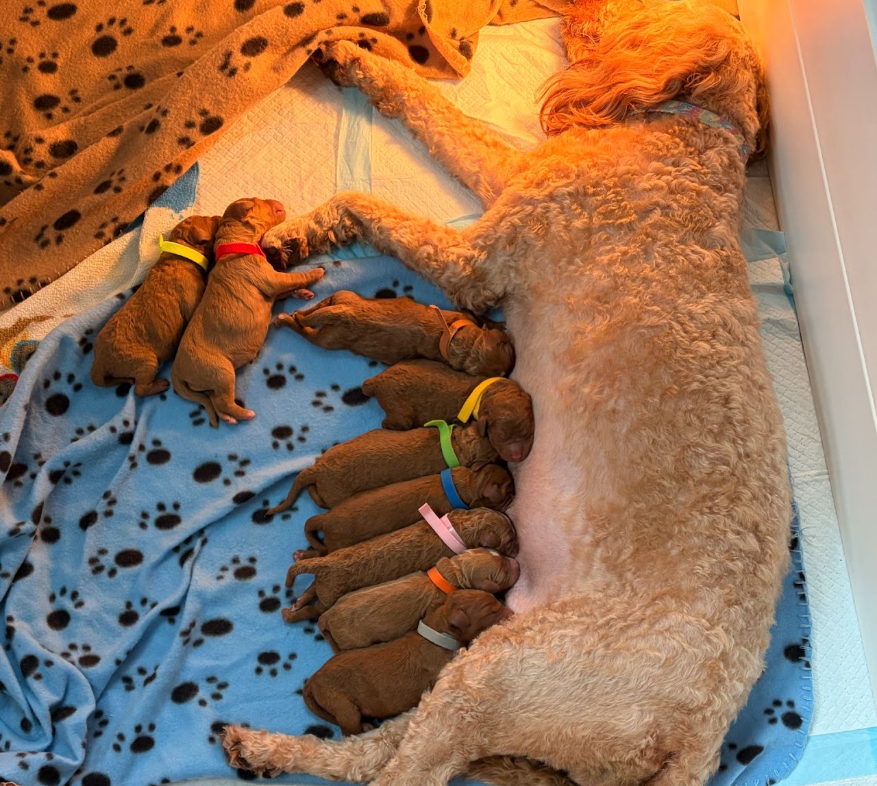 Reese at home nursing her newborn puppies, each wearing a colorful collar.